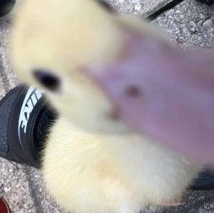 Meet your Posher, Anson